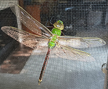 common green darner