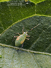 common nettle flower bug common nettle flower bug