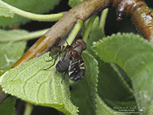 common picture-winged fly