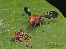 common picture-winged fly
