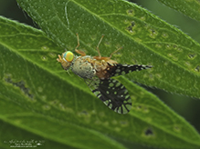 common ragweed fruit fly