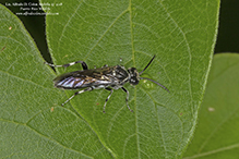 common sawfly (Macrophya epinota)