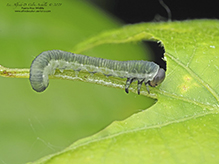 common sawfly (Craterocercus sp.)