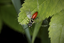 common sawfly (Macrophya pulchella)