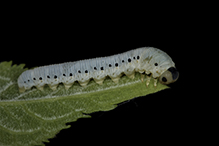 common sawfly (Family Tenthredinidae)