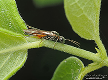 common sawfly (family Tenthredinidae)