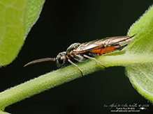 common sawfly (family Tenthredinidae)