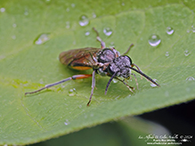 common sawfly (family Tenthredinidae)