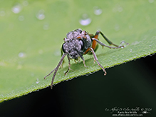common sawfly (family Tenthredinidae)