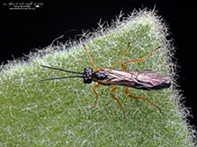 common sawfly (family Tenthredinidae)