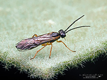 common sawfly (family Tenthredinidae)