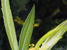 common sawfly (family Tenthredinidae)