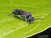 common sawfly (family Tenthredinidae)