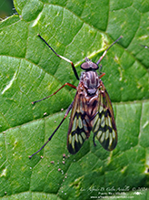 common snipe fly