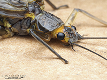 common stonefly (family Perlidae)