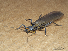 common stonefly (family Perlidae)