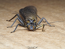 common stonefly (family Perlidae)