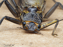 common stonefly (family Perlidae)