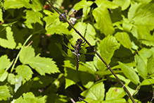 common whitetail