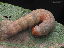 confused woodgrain moth