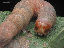 confused woodgrain moth