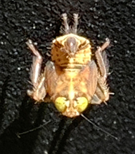 coppery leafhopper