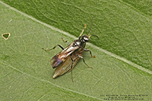crabonid wasp (Alysson oppositus)
