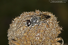 crabonid wasp (Astata unicolor)