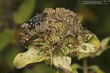 crabonid wasp (Astata unicolor)