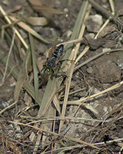 crabronid wasp (Tachytes pennsylvanicus)