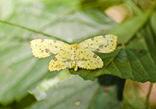 crocus geometer moth (Xanthotype sp.)