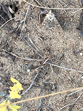 cutworm or dart moth (subfamily Noctuinae)