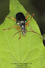 cyan long-horned beetle