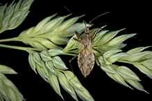 damsel bug (Nabis roseipennis)
