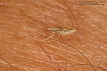 damsel bug (family Nabidae)