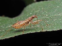 damsel bug (Nabis roseipennis)