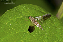 dance fly (Rhamphomyia sp.)