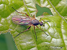 dance fly (Rhamphomyia sp.)