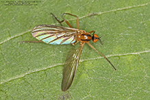 dance fly (Rhamphomyia vittata)
