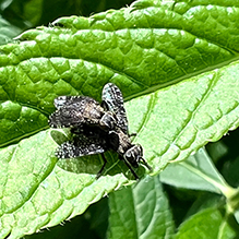 dancing kiss fly