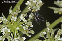 dark-winged fungus gnat (family Sciaridae)