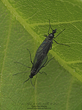 dark-winged fungus gnat (Family Sciaridae)