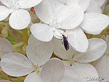 dark-winged fungus gnat (family Sciaridae)