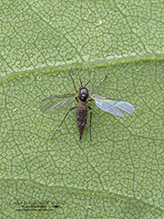 dark-winged fungus gnat (family Sciaridae)