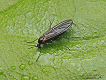 dark-winged fungus gnat (family Sciaridae)