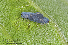 derbid planthopper (Cedusa sp.)