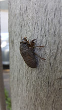 dog day cicada