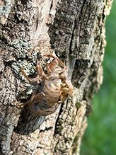 dog day cicada