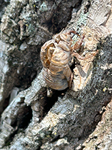 dog day cicada