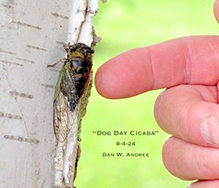 dog day cicada